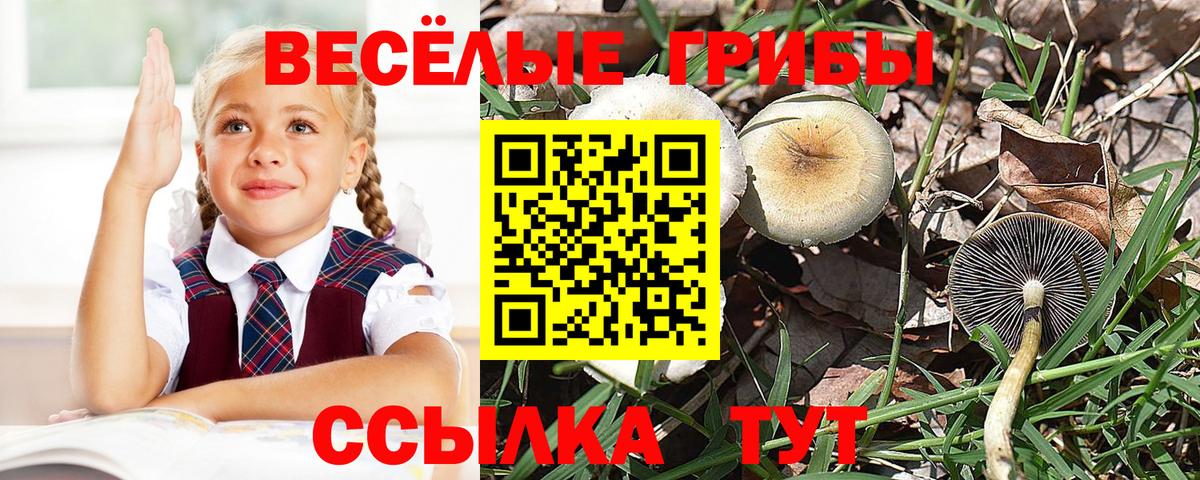 Галлюциногенные грибы Cubensis Волоколамск